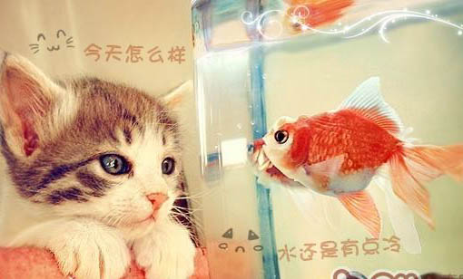 貓咪有耳螨會一直流眼淚嗎