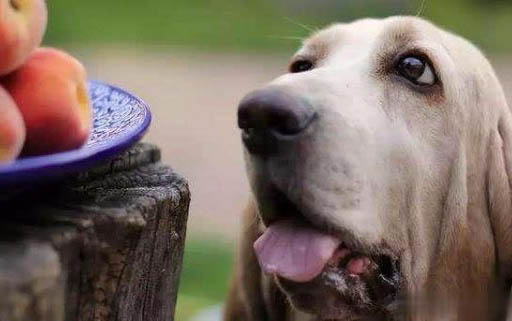 怎么看狗狗身上有沒有蜱蟲