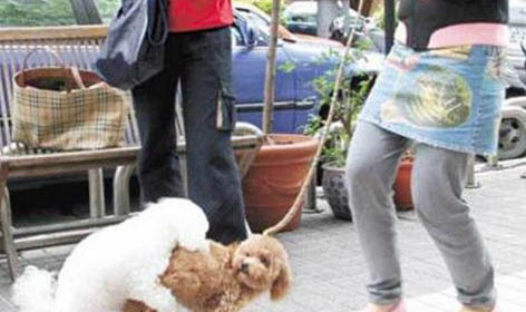 狗腸炎可以吃蛋黃嗎