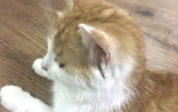 貓咪鼻子里有黑色的東西怎么辦