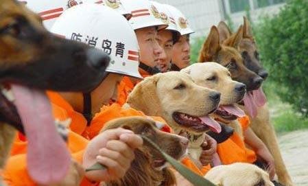 搜救犬的品種有哪些?