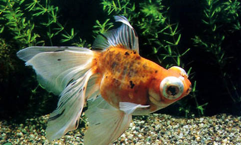 清理魚缸糞便魚前十名