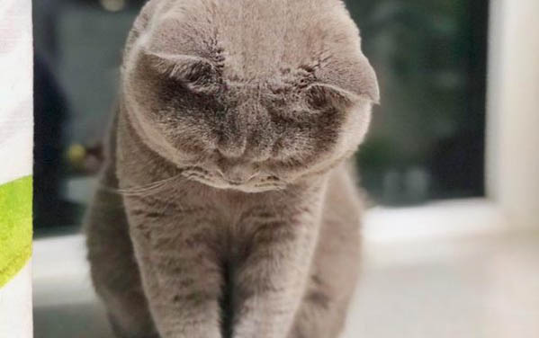 請問貓咪嘔吐的原因及處理方法?