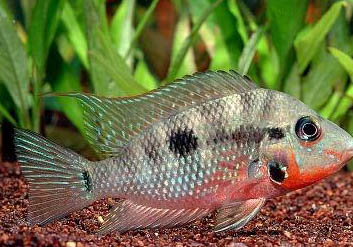 熱帶魚怎么養(yǎng)