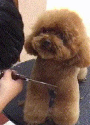 泰迪犬怎樣訓練比較好