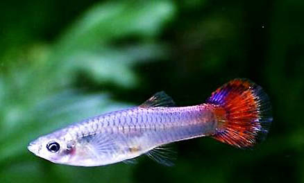 鳳尾魚(yú)下崽的征兆有哪些