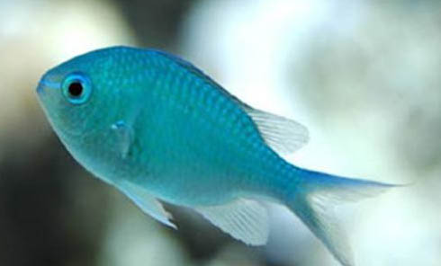 釣甲魚的最佳時間是什么時候