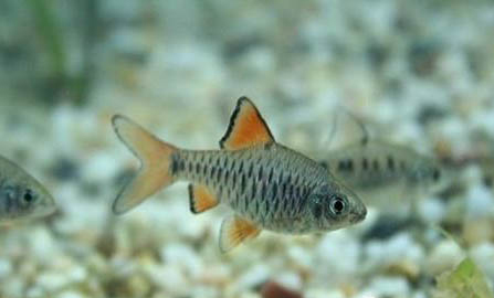 用什么釣草魚(yú)最容易上鉤