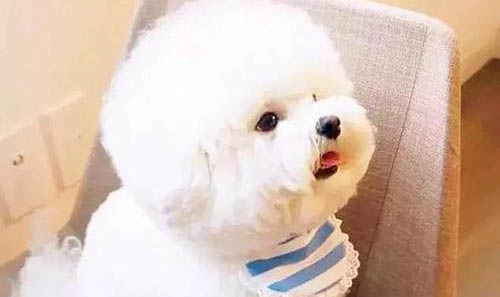 比熊有什么特征