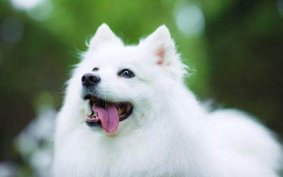 銀狐犬為什么這么少