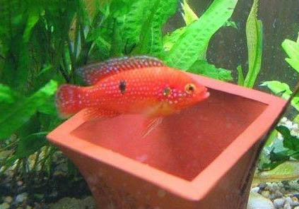 紅寶石魚如何分公母?