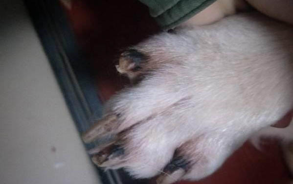 同一胎的狗狗可以繁殖嗎