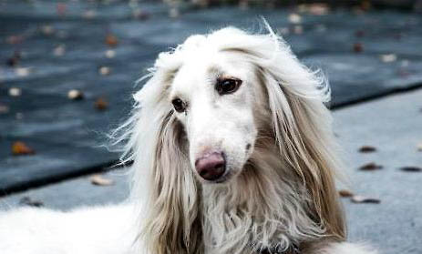 尋血獵犬坐著睡覺的原因