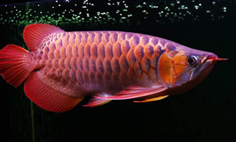 銀龍魚公母能一起養(yǎng)嗎