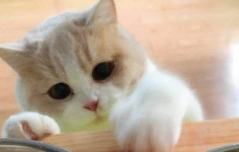 貓咪為什么要亂拉屎尿的原因