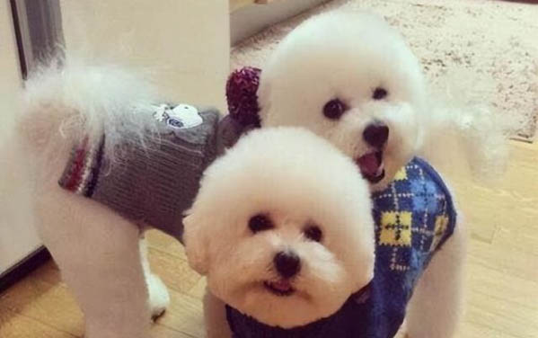 一個月大狗狗有哪些禁忌