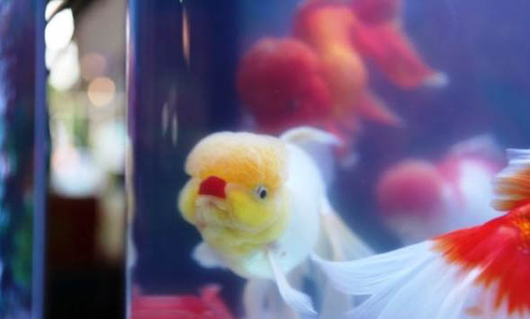 觀賞魚飼養用什么容器