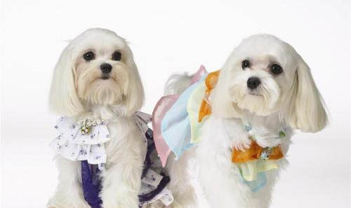 西施犬細小引起的原因及處理方法