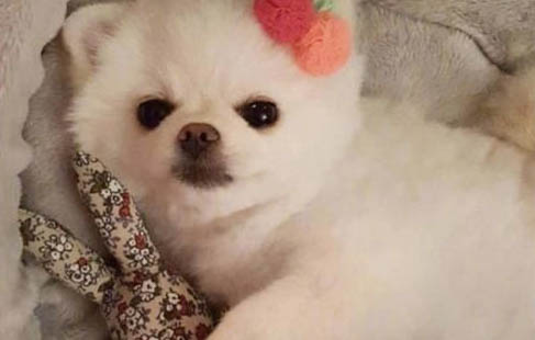 狗狗可以吃粽子嗎