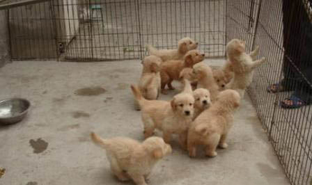 飼養(yǎng)金毛尋回幼犬注意事項