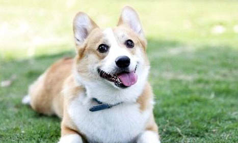 狗狗絕育后有哪些不良反應