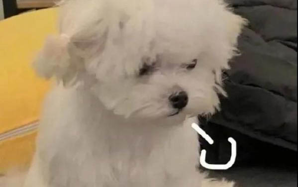 狗狗細(xì)小病毒有什么癥狀表現(xiàn)