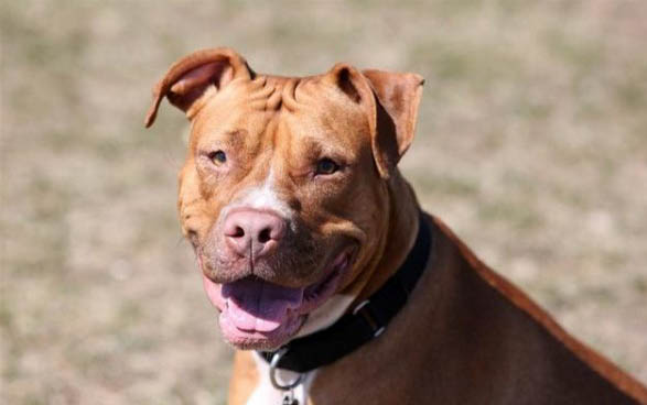 比特犬如何喂養長得壯