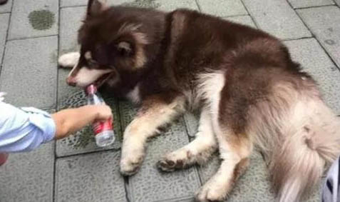狗瘟熱預防