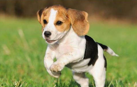 普羅特獵犬口吐白沫是什么原因
