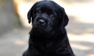 如何養拉布拉多幼犬