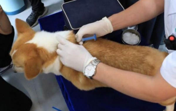 狗狗胰腺癌的早期癥狀都有哪些