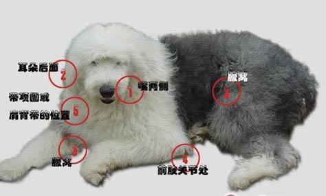 狗狗難產的癥狀有哪些