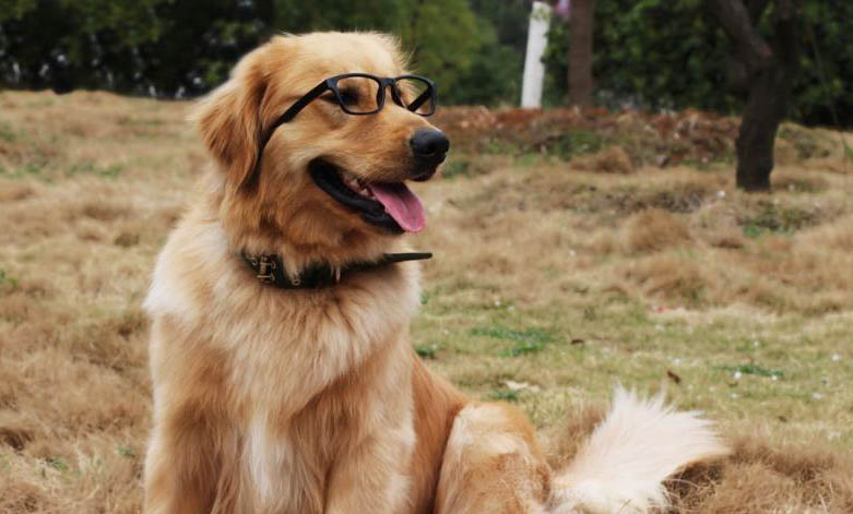 狗狗螨蟲皮膚病癥狀