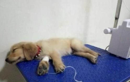 狗狗生小狗生一半卡住了