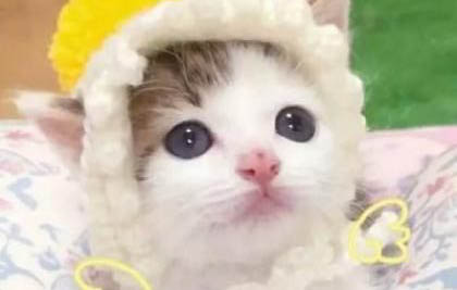 小奶貓呼吸急促