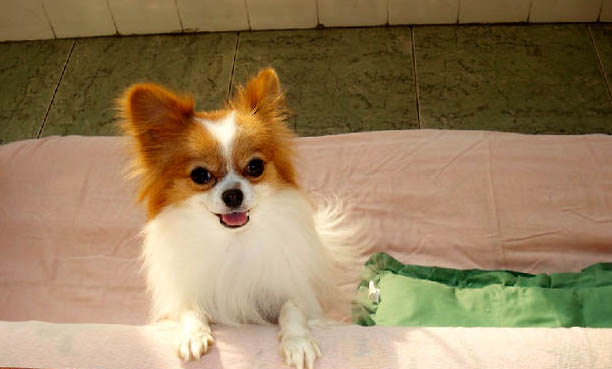 蝴蝶犬和邊牧的區(qū)別