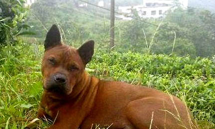 阿富汗獵犬如何訓練