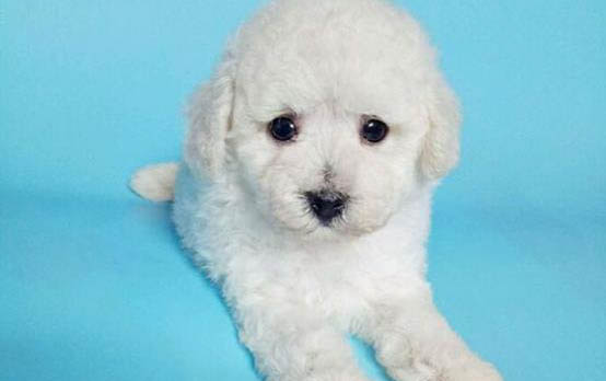 棉花面紗犬哪里有賣