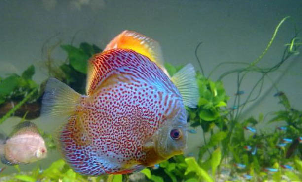 七彩神仙魚怎么分公母?