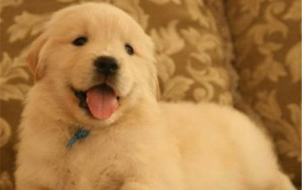 金毛幼犬冬天怕冷嗎