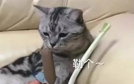 阿拉和哈士奇哪個好