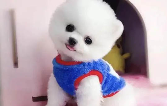 哪里買博美比較好