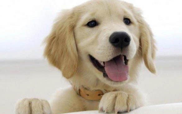 新手適合飼養(yǎng)泰迪犬博美犬還是比熊犬好呢