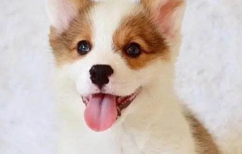 柯基犬不能吃的食物有哪些