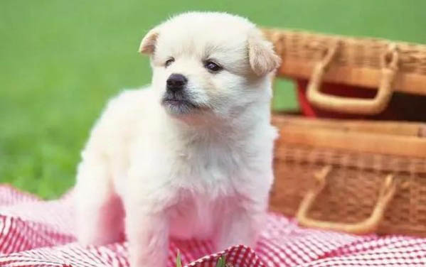 狗狗稍一運(yùn)動就喘得厲害怎么回事?