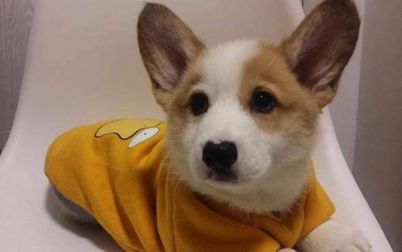 柯基犬斷尾原因