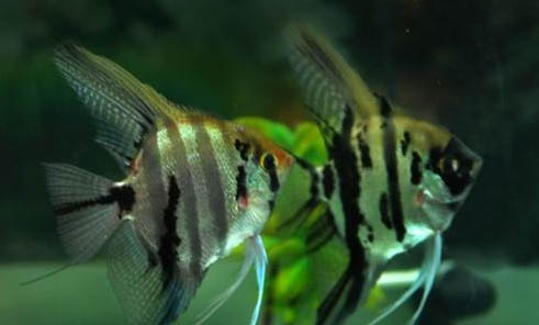 神仙魚(yú)能和蝦混養(yǎng)嗎?