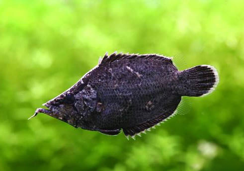 泰國(guó)斗魚和中國(guó)斗魚哪個(gè)好養(yǎng)