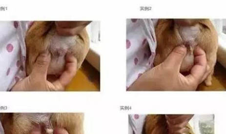 狗狗細小病毒加冠狀好治愈嗎