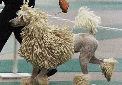 可蒙犬干咳的原因及處理方法